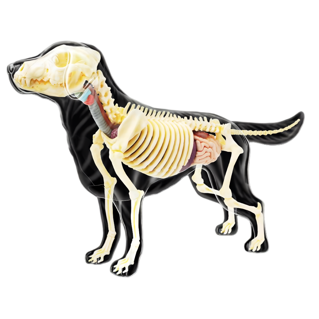 Perro Labrador Full Skeleton Model - 4D Master Vision