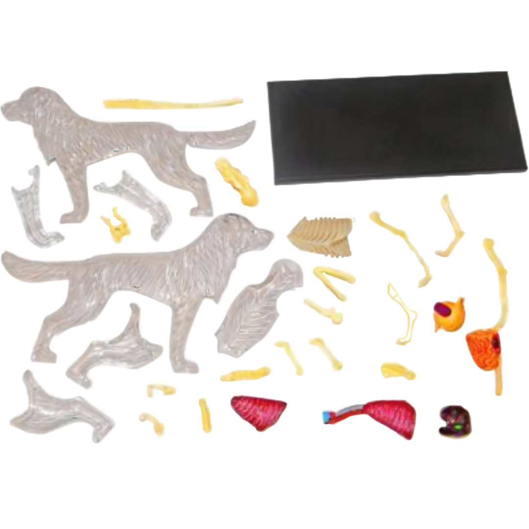 Perro Labrador Full Skeleton Model - 4D Master Vision
