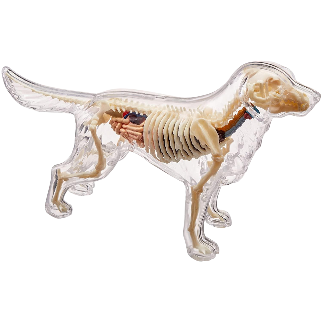 Perro Labrador Full Skeleton Model - 4D Master Vision