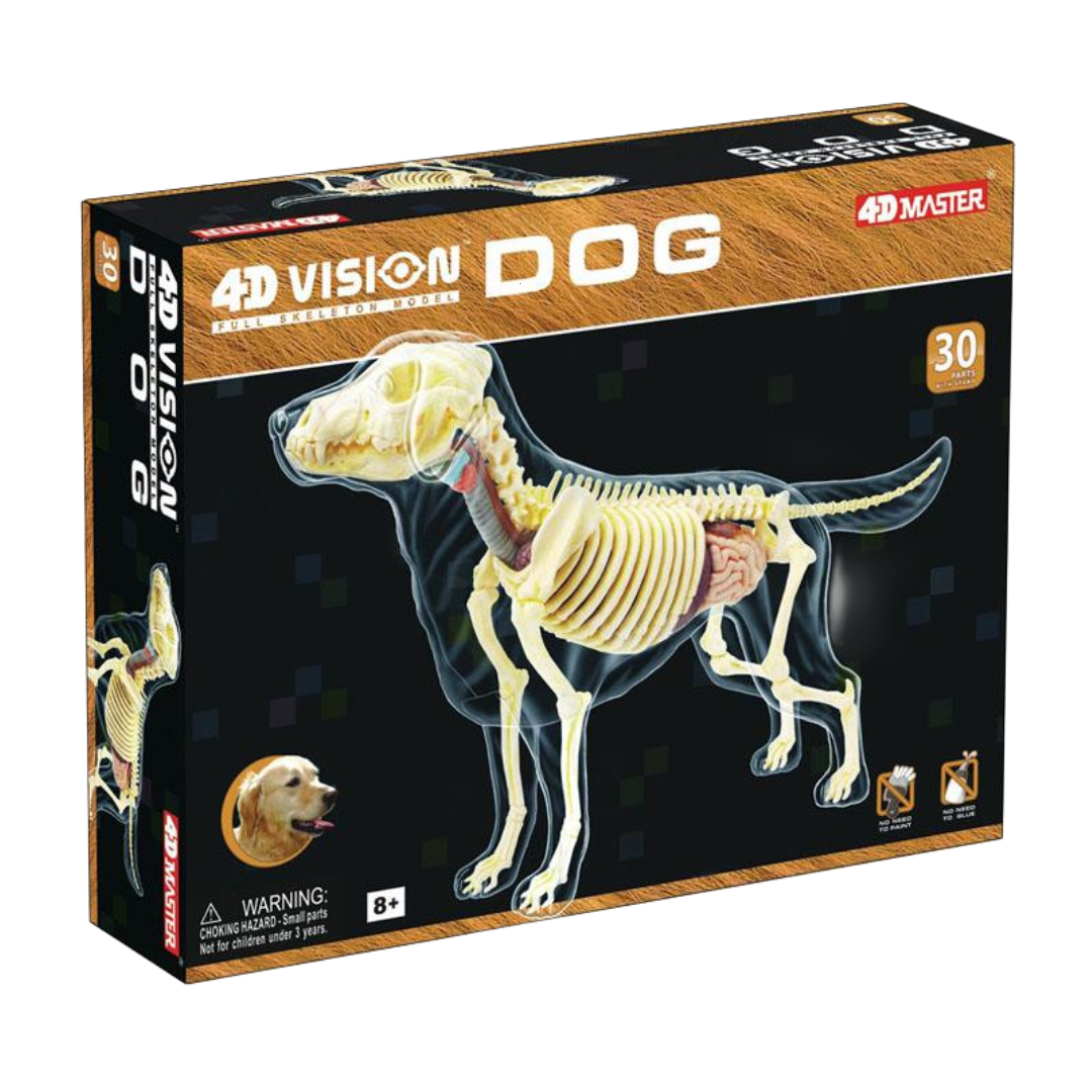 Perro Labrador Full Skeleton Model - 4D Master Vision