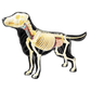 Perro Labrador Full Skeleton Model - 4D Master Vision