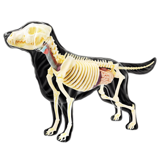 Perro Labrador Full Skeleton Model - 4D Master Vision